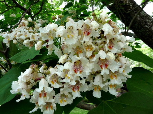 {Catalpa bignonioides}